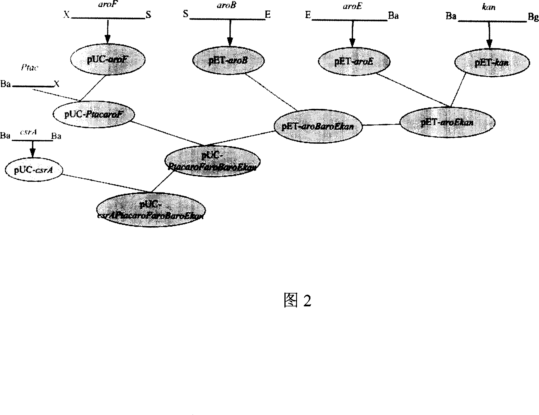 Method for producing shikimic acid by biological engineering invoice method expression and engineering bacterium constructed thereby