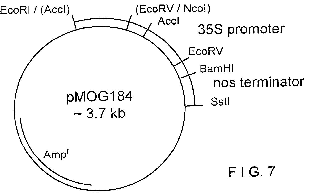 Process for obtaining fungal resistant plants with recombinant polynucleotides encoding beta -1,3-glucanase modified for apoplast targeting