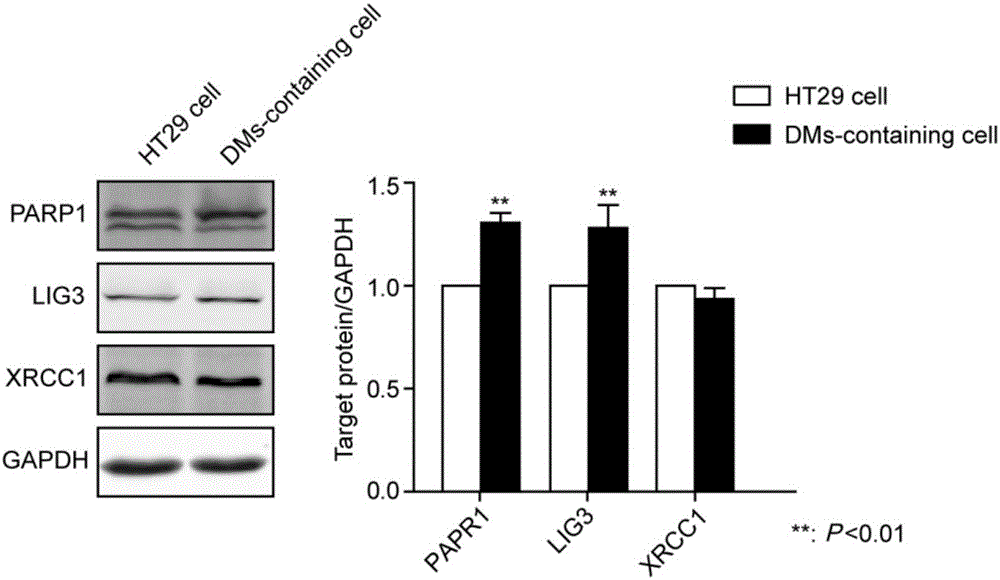 Application of PARP1 inhibitor in preparation of medicine for reversing drug resistance of tumor cells to amethopterin