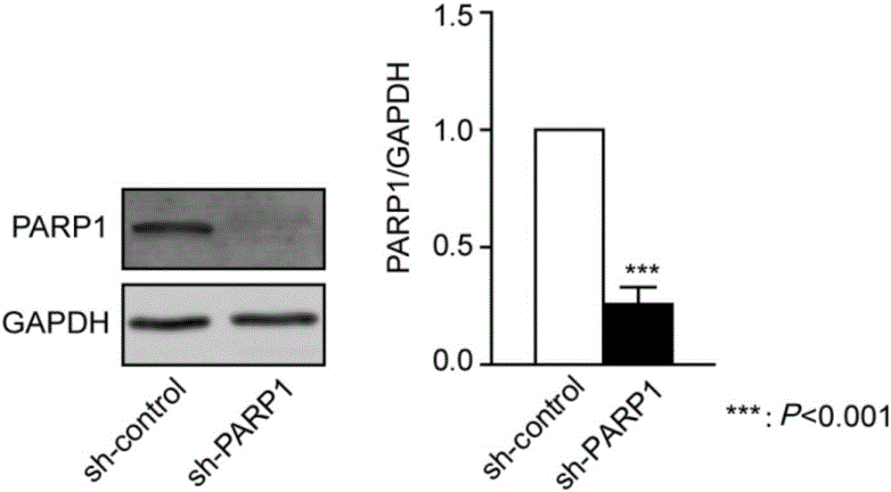 Application of PARP1 inhibitor in preparation of medicine for reversing drug resistance of tumor cells to amethopterin
