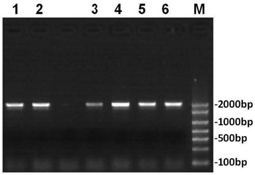 MIP3 alpha-FGFR1-PD1/Fc fusion protein and nucleic acid molecule and application thereof