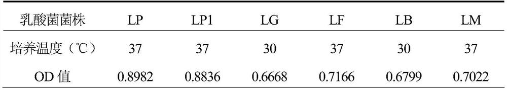 A preparation method of bran lactic acid fermented sheet rich in living bacteria