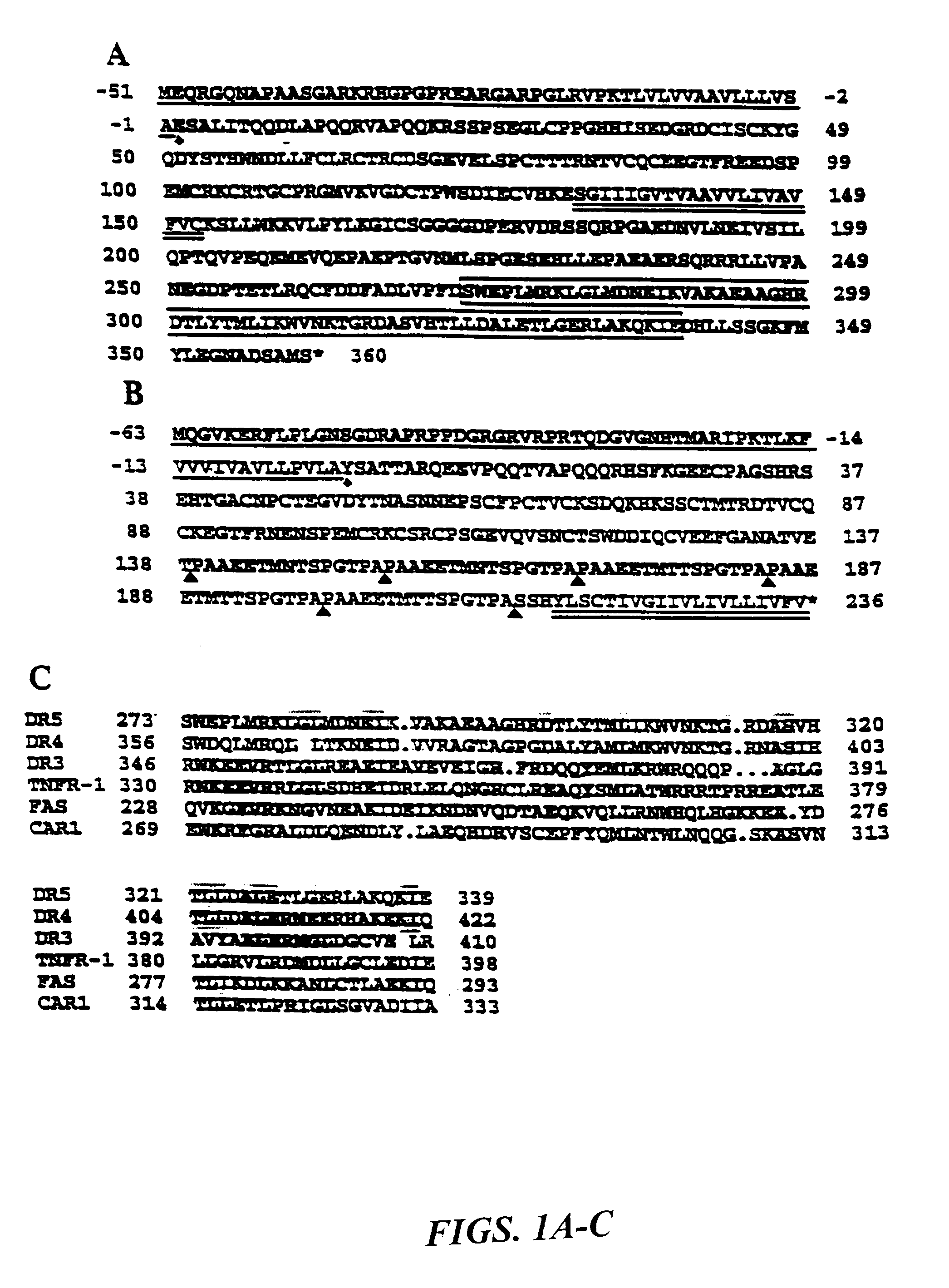 Novel trail receptors, nucleic acids encoding same, and methods of use thereof