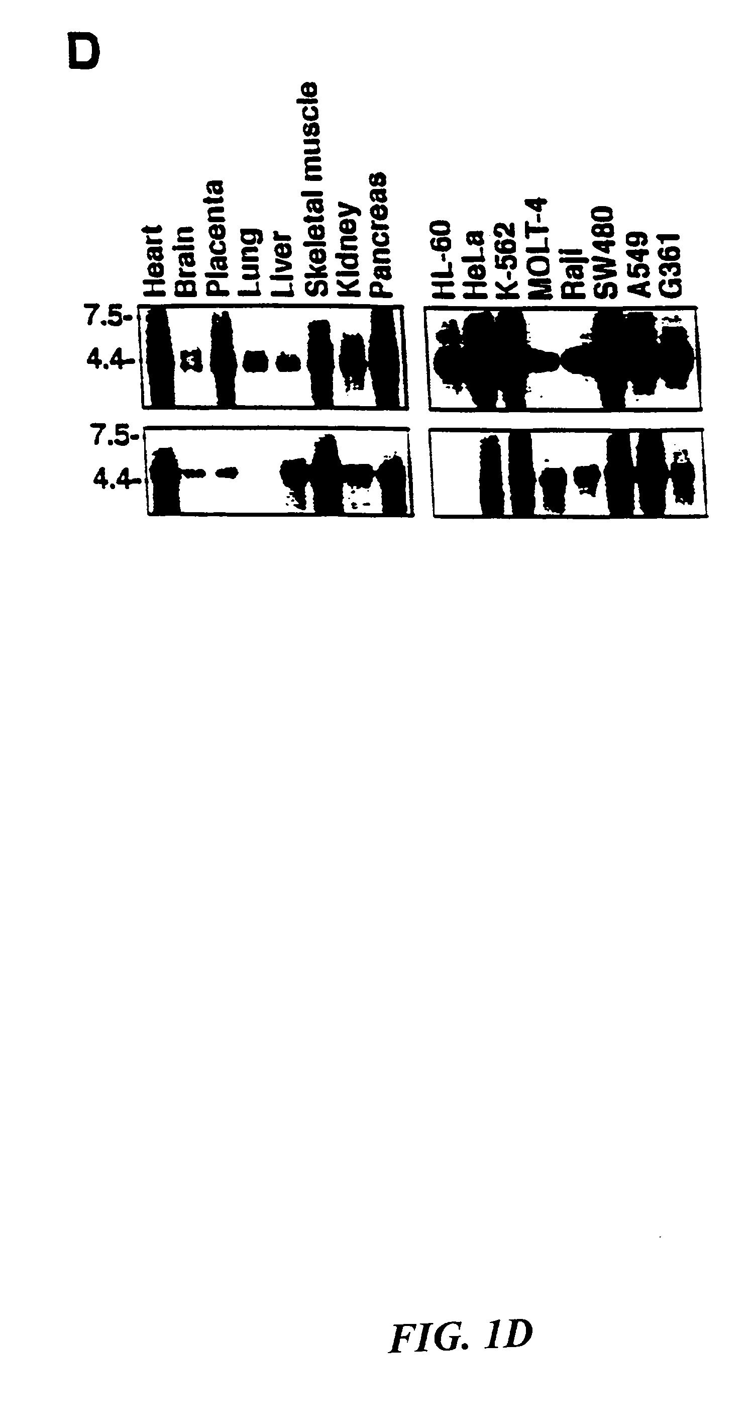 Novel trail receptors, nucleic acids encoding same, and methods of use thereof