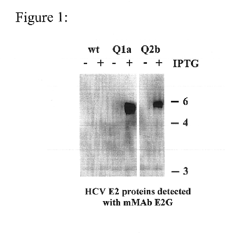 Prevention and treatment of HCV infection employing antibodies that inhibit the interaction of HCV virions with their receptor