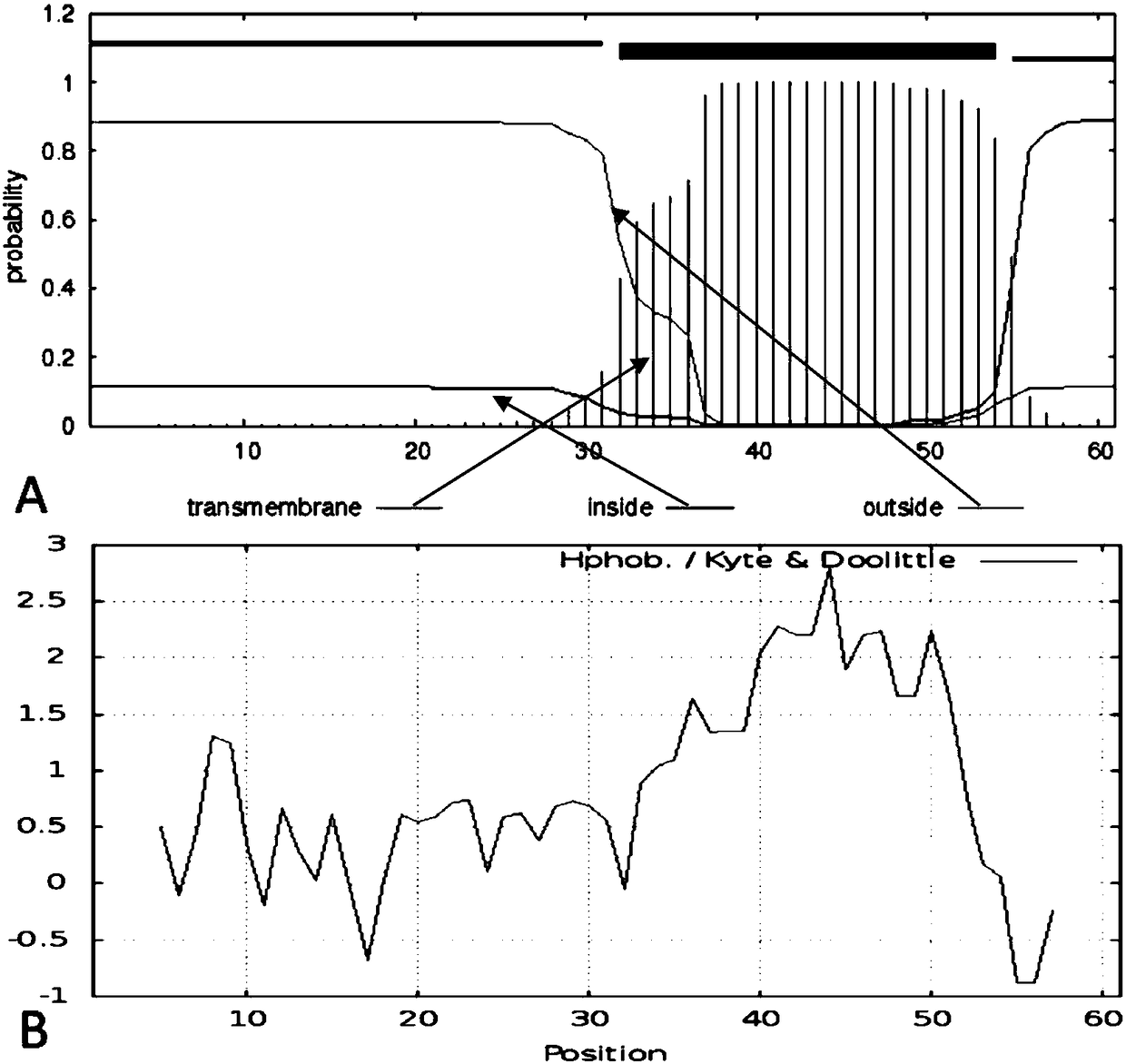 Application of phage Vp670 perforin gene holA