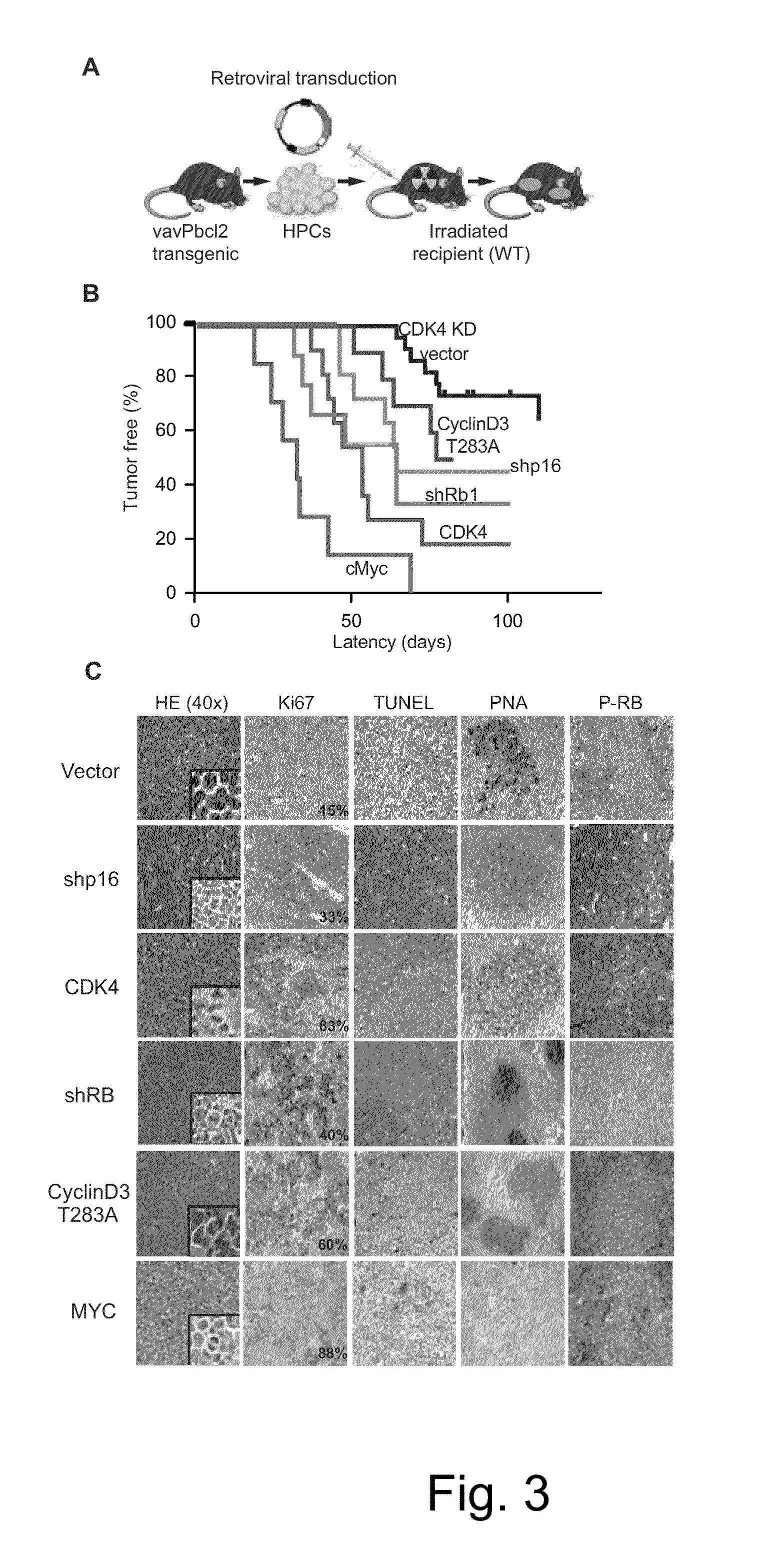 Methods for treatment of lymphomas with mutations in cell cycle genes