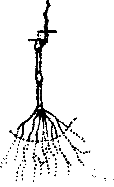 Peltateleaf begonia herb and rhizome type grape cultivation method