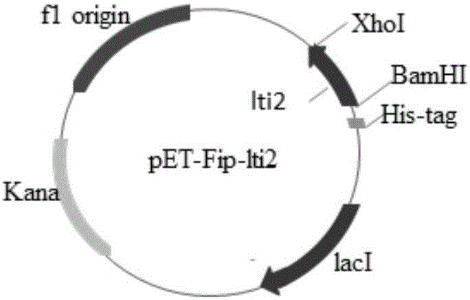 Lentinus tigrinus immunomodulatory protein Fip-lti2 and preparation method and application thereof