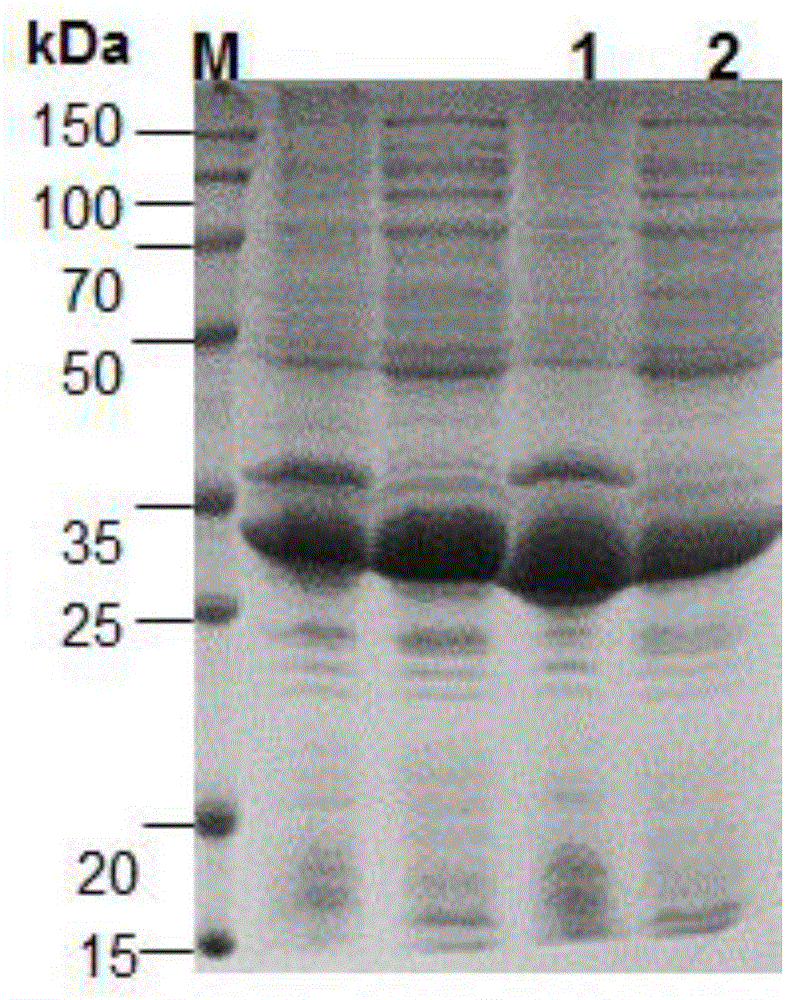 Lentinus tigrinus immunomodulatory protein Fip-lti2 and preparation method and application thereof