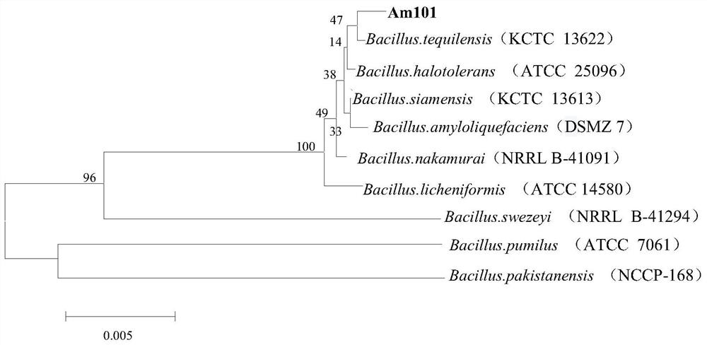 A strain am101 capable of degrading various β-lactam antibiotics and its application