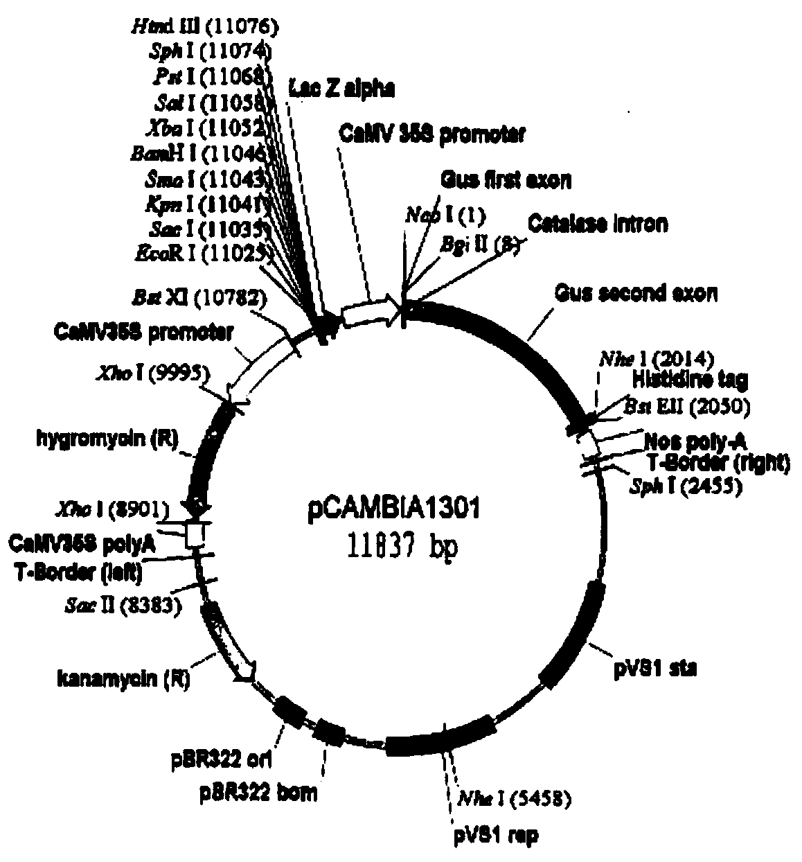 Agrobacterium-mediated Zizania smut transformant strain and its preparation method and application