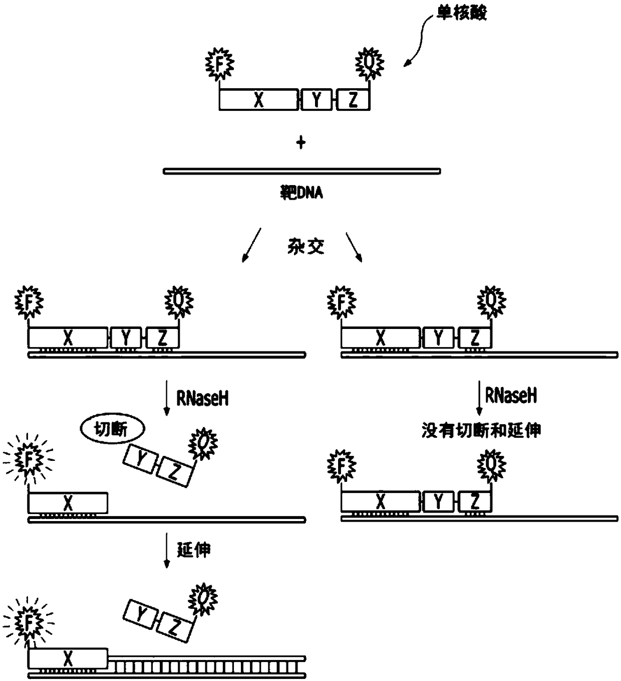 Single-stranded nucleic acid for detecting nucleic acid or protein in real time and detection method using same