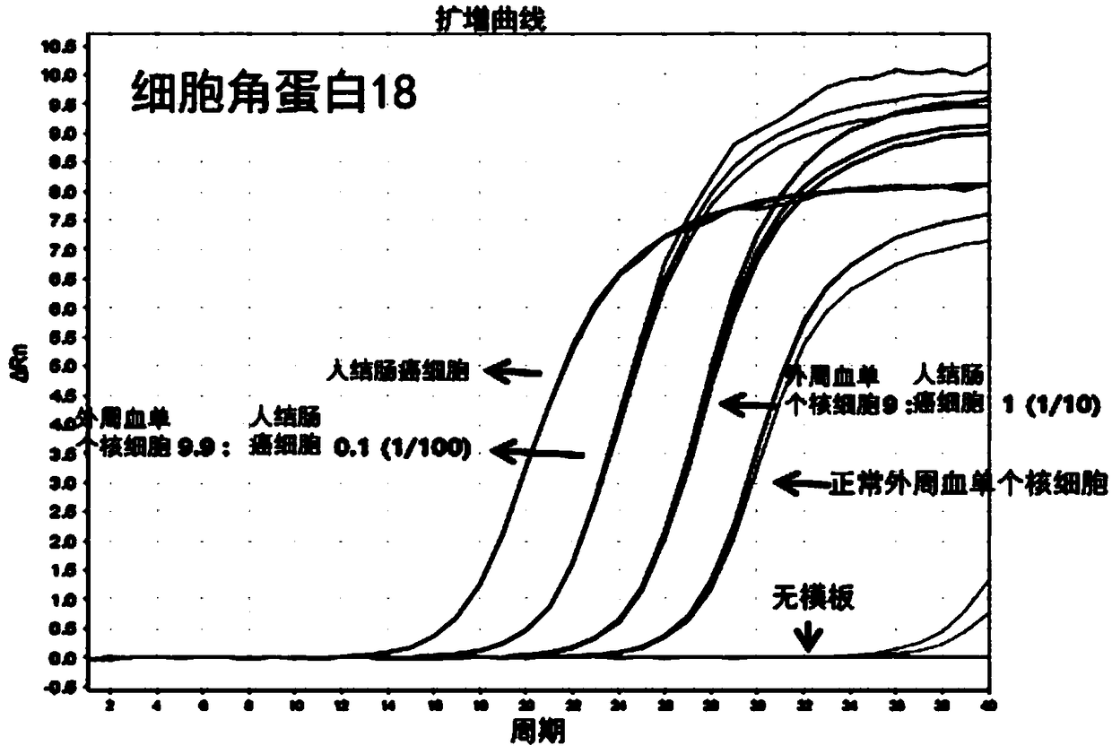 Single-stranded nucleic acid for detecting nucleic acid or protein in real time and detection method using same