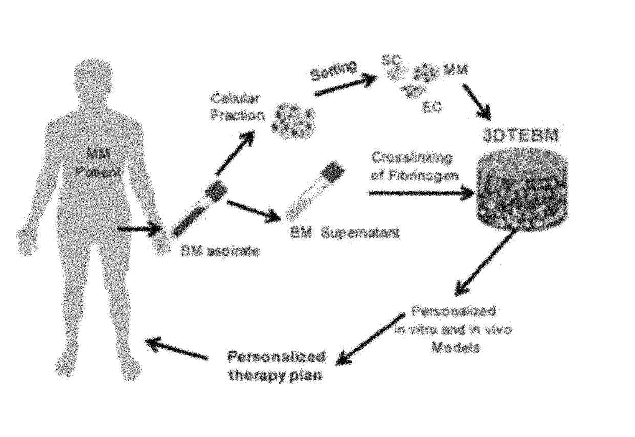 3D tissue-engineered bone marrow for personalized therapy and drug development