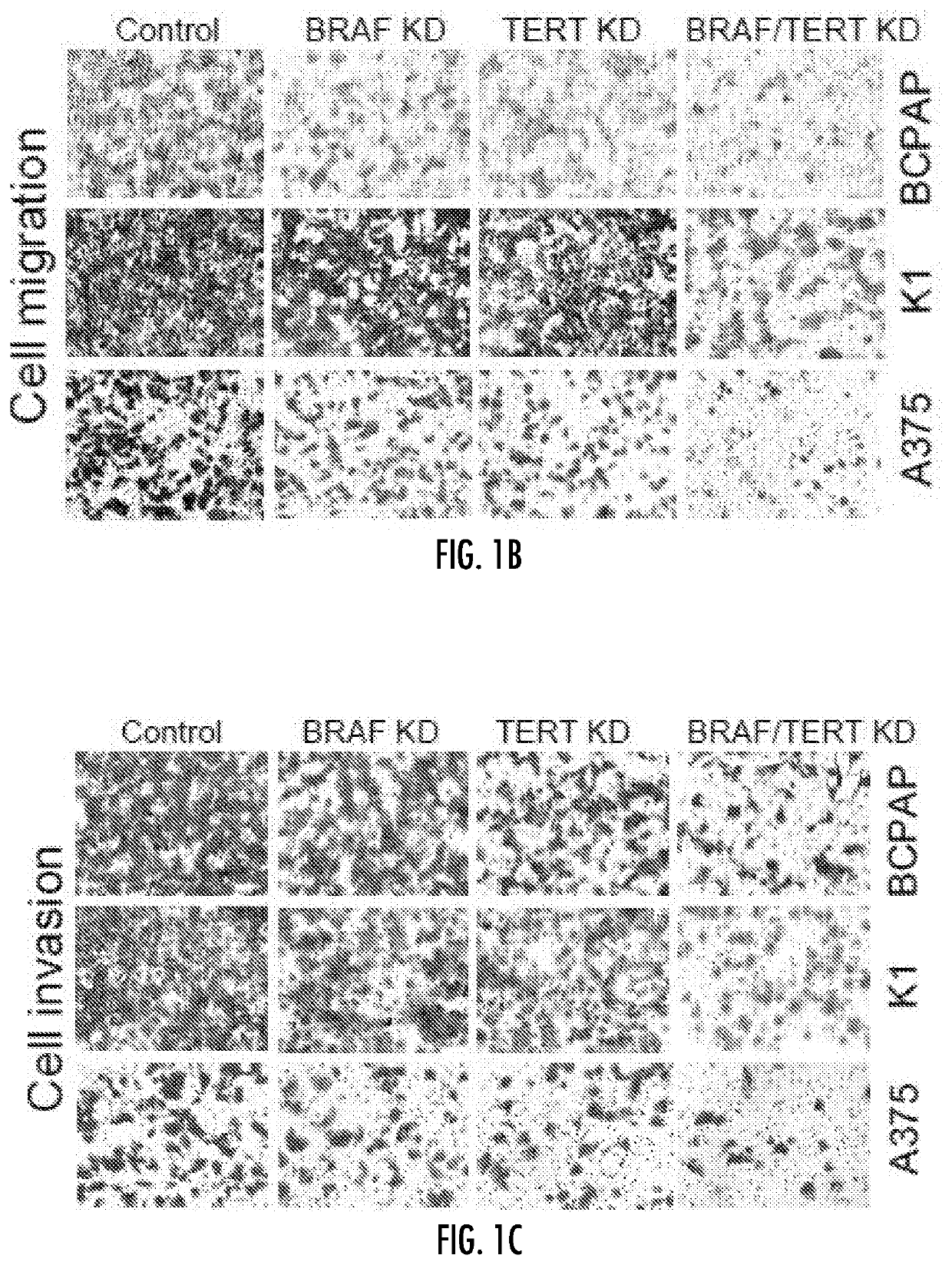 Regulation of mutant tert by braf v600e/map kinase pathway through fos/gabp in human cancer