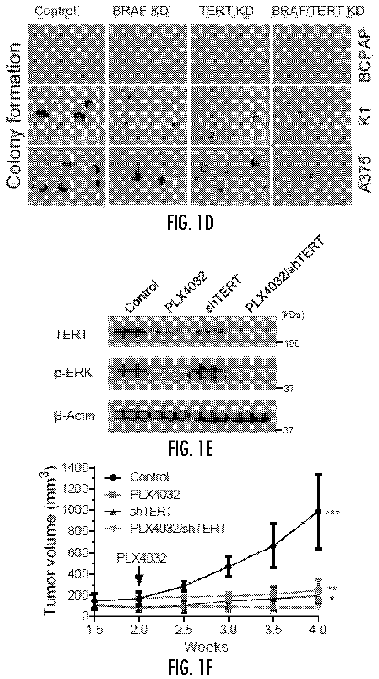 Regulation of mutant tert by braf v600e/map kinase pathway through fos/gabp in human cancer