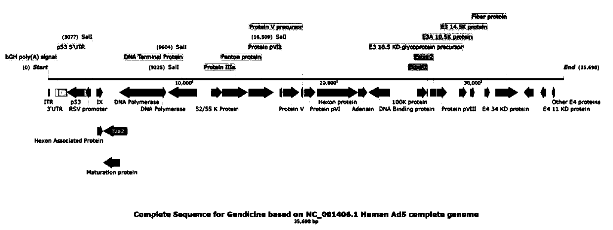 Variant p53 gene and recombinant adenovirus for cancer treatment