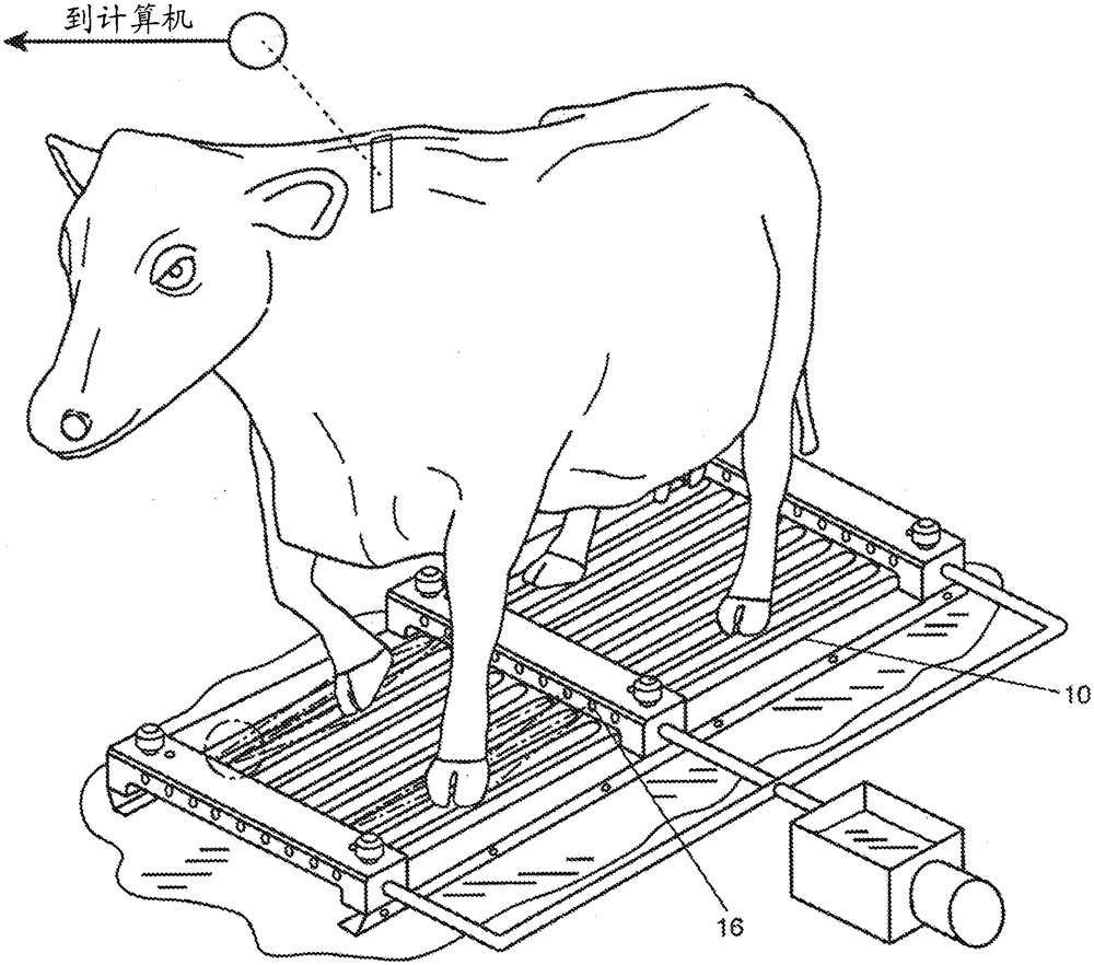 Method for the treatment of animals with hooves