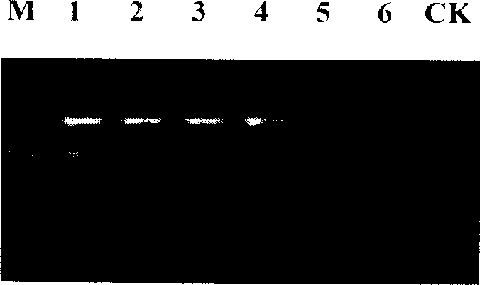 One-step dual PCR method for detecting fire blight of pear