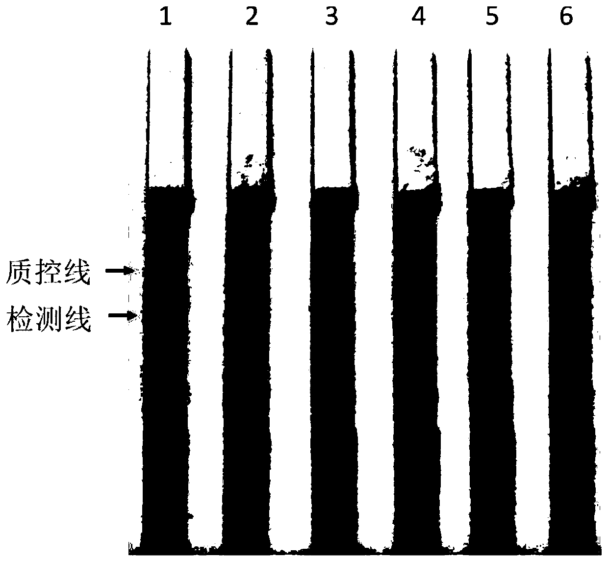 Method and kit for identifying and detecting babesia unidentified species