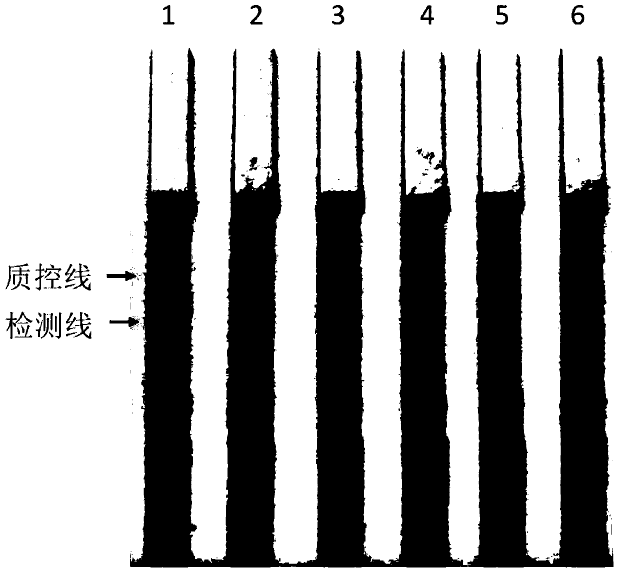 Method and kit for identifying and detecting babesia unidentified species