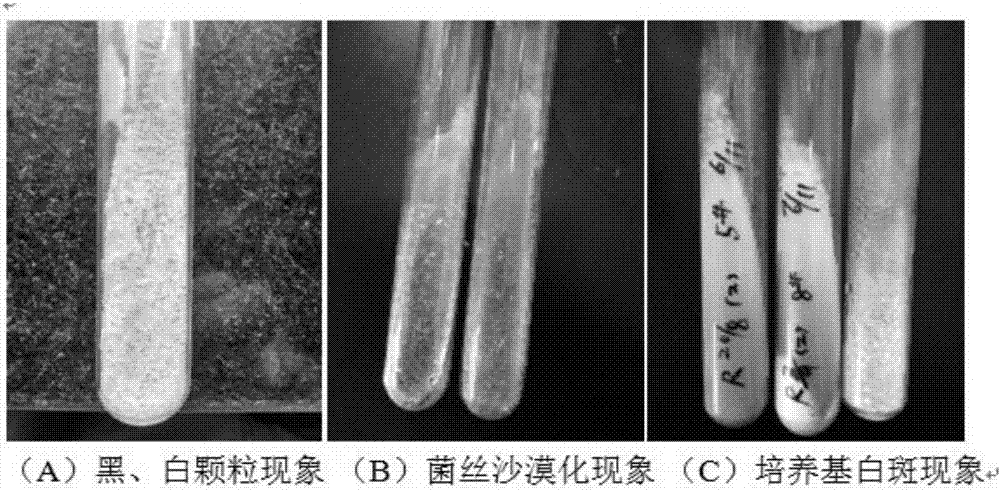 A method for improving the sclerotinization phenomenon of Aspergillus oryzae strains