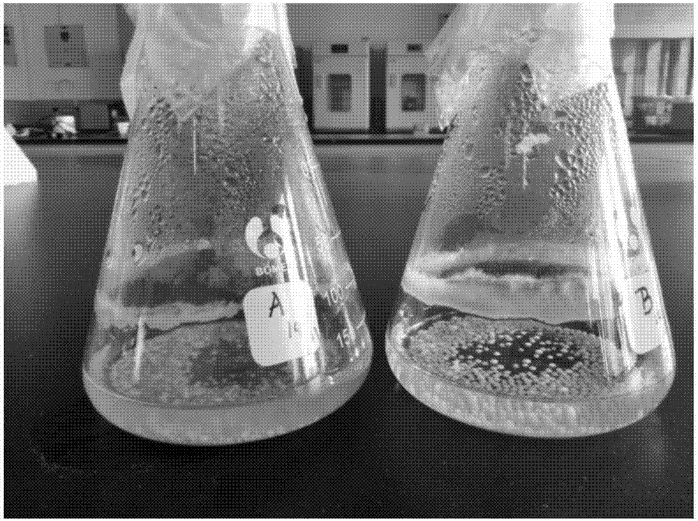 A method for improving the sclerotinization phenomenon of Aspergillus oryzae strains