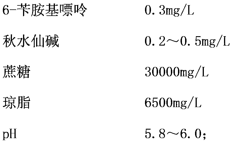 Breeding method of gerbera jamesonii homozygote plant