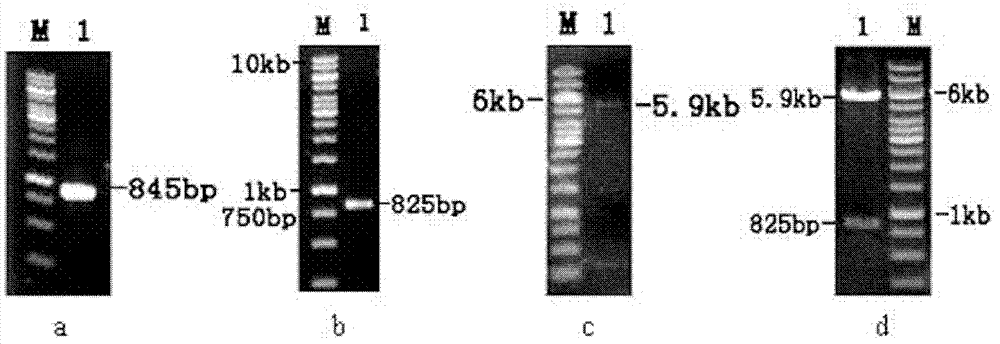 Novel high-temperature-resisting lipase gene and coding product thereof