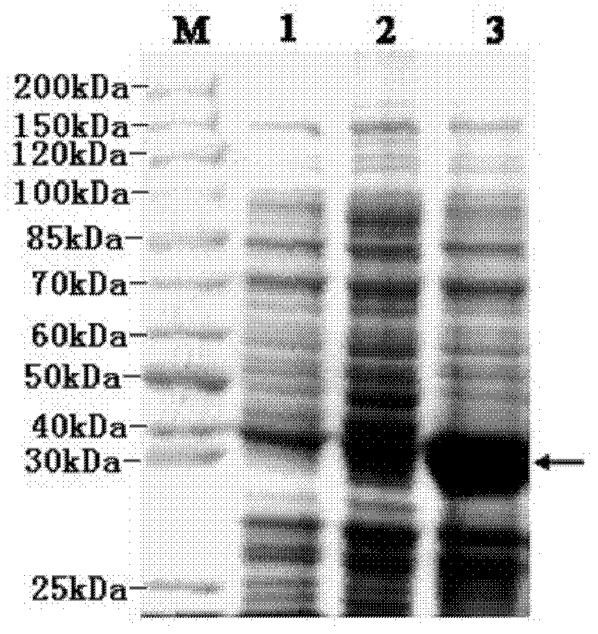 Novel high-temperature-resisting lipase gene and coding product thereof