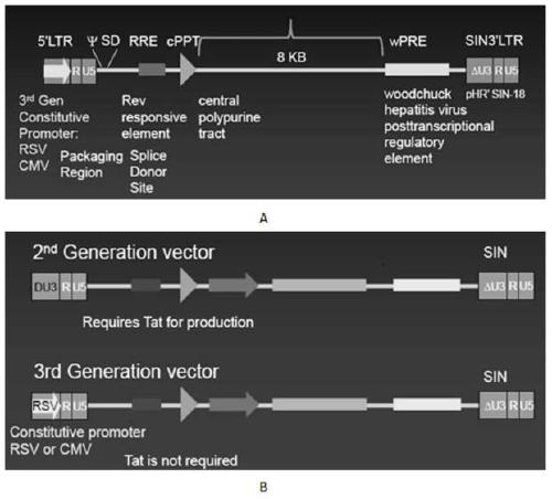 A replication-defective recombinant lentiviral car-t transgene vector targeting CD22 and its construction method and application