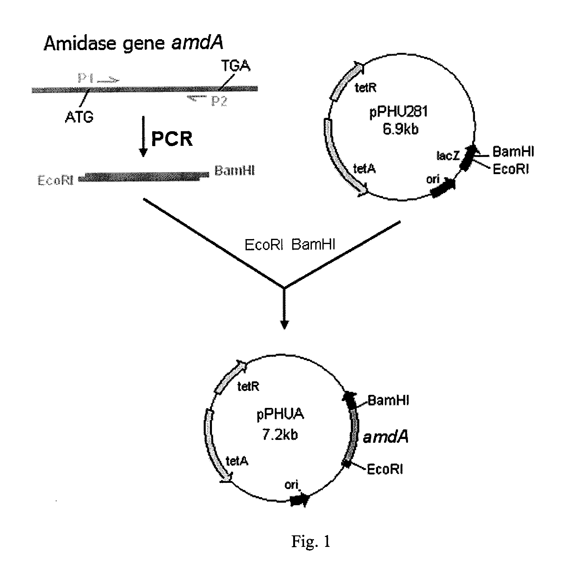 Engineered nitrile hydratase-producing bacterium with amidase gene koucked-out, the construction and the use thereof