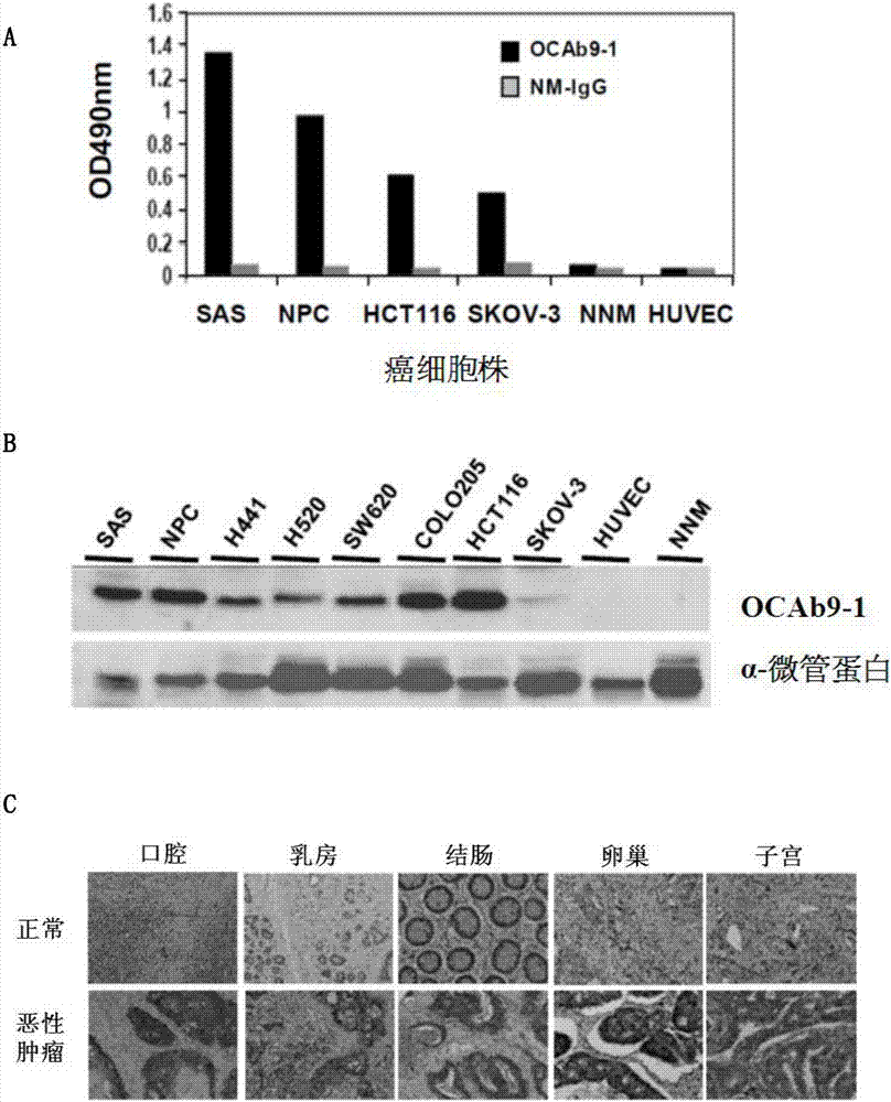 Anti-epithelial cell adhesion molecule (epcam) antibodies and methods of use thereof