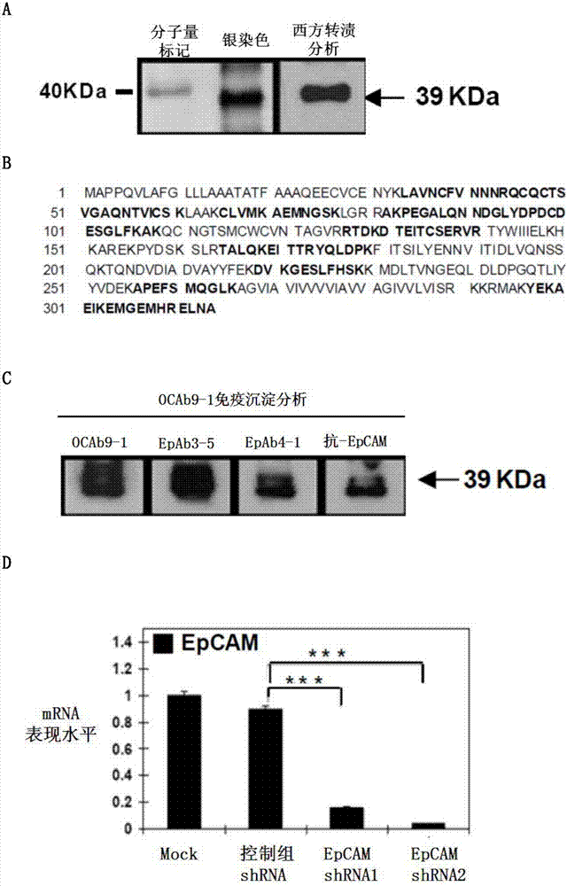 Anti-epithelial cell adhesion molecule (epcam) antibodies and methods of use thereof