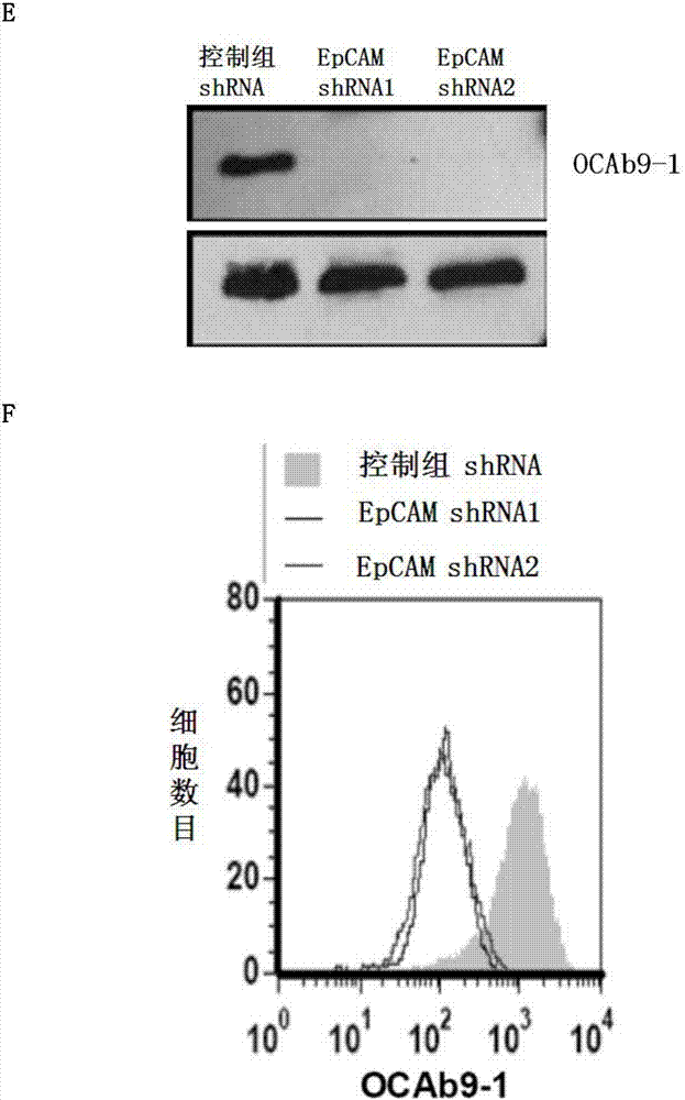 Anti-epithelial cell adhesion molecule (epcam) antibodies and methods of use thereof