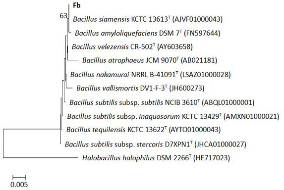 A Strain of Bacillus Veles and Its Application