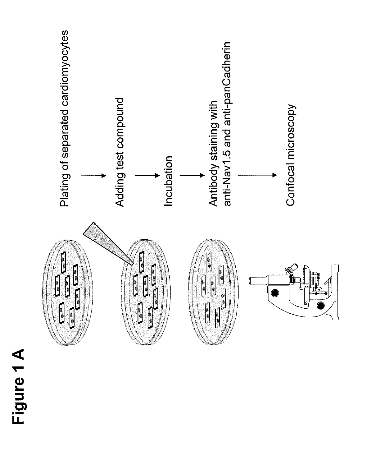 Method and kit for assessment of sodium channel-related anti- or pro-arrhythmic potential of compounds