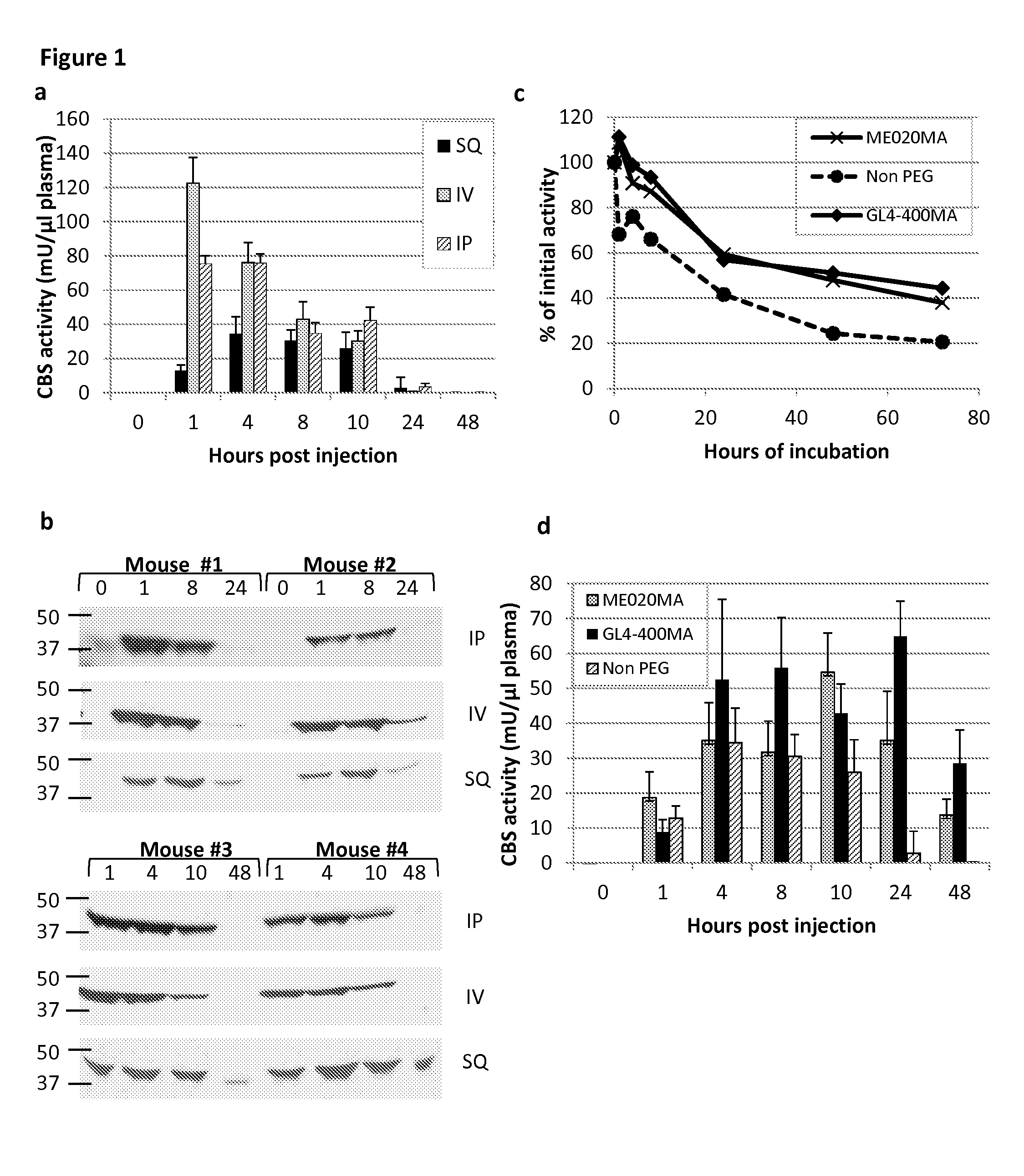 Chemically modified cystathionine beta-synthase enzyme for treatment of homocystinuria