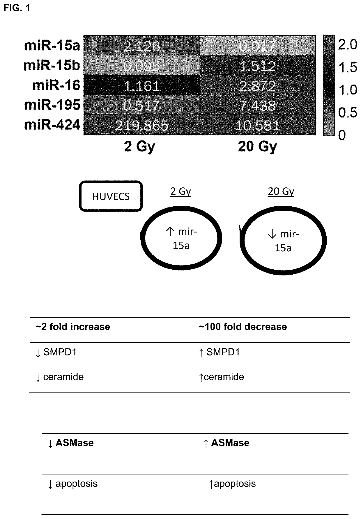 Microrna inhibitors as anti-cancer therapeutics