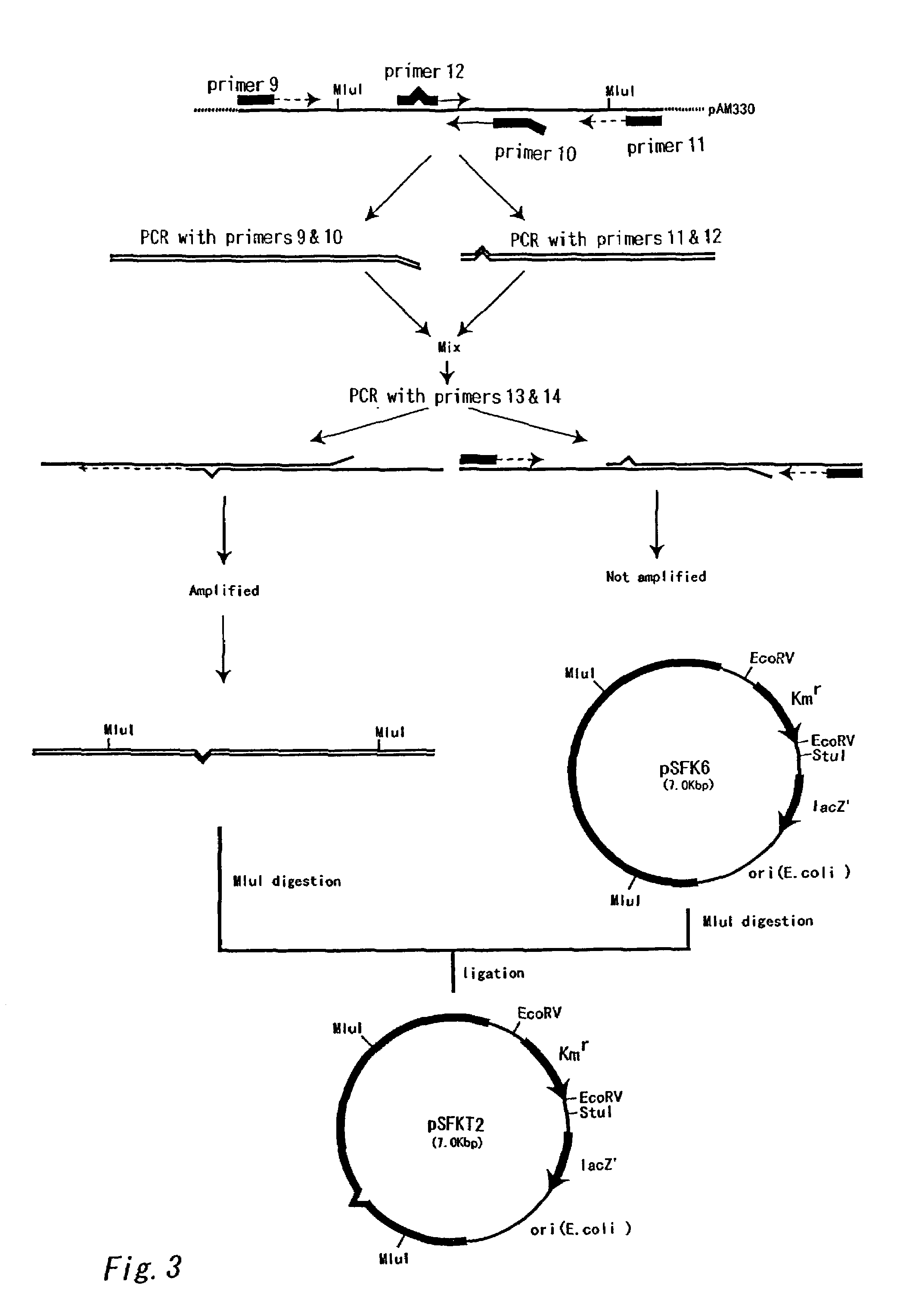 Method for producing L-arginine