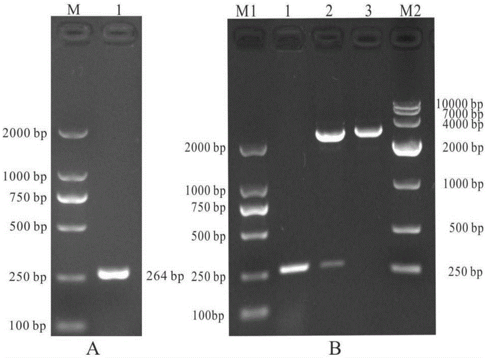 Polypeptide for preparing fishing immunologic adjuvant and purpose of polypeptide