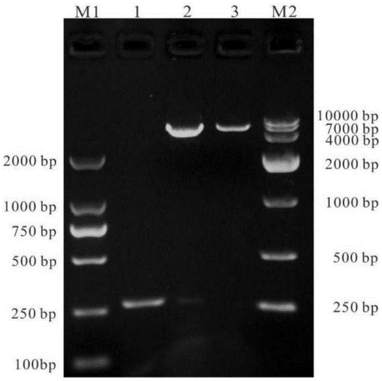 Polypeptide for preparing fishing immunologic adjuvant and purpose of polypeptide