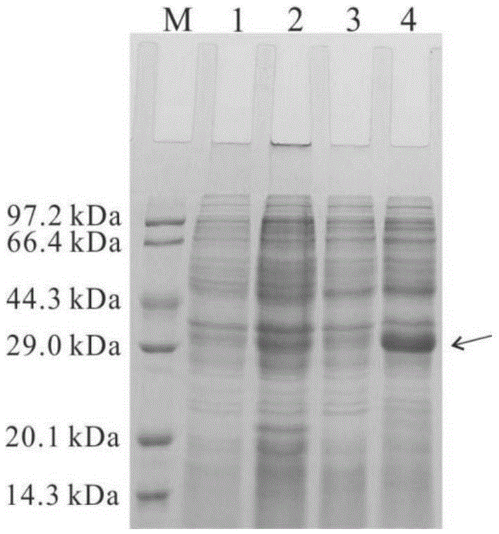 Polypeptide for preparing fishing immunologic adjuvant and purpose of polypeptide