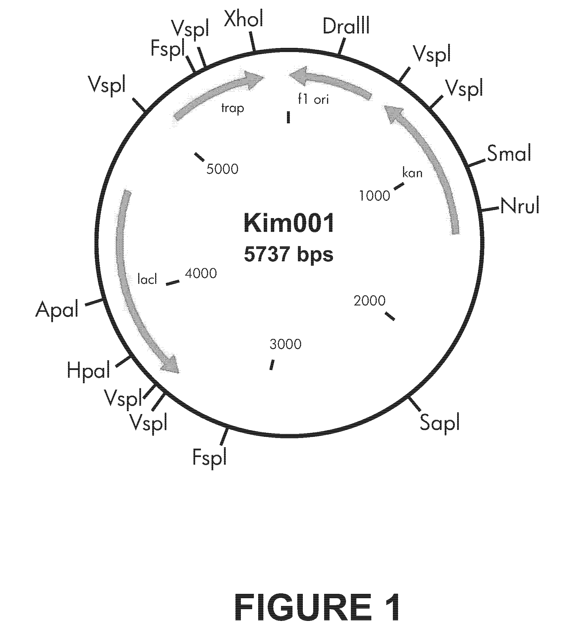 Method for in vitro phosphorylation of TRAP of Staphylococcus aureus and a method for screening the inhibitor of the TRAP phosphorylation