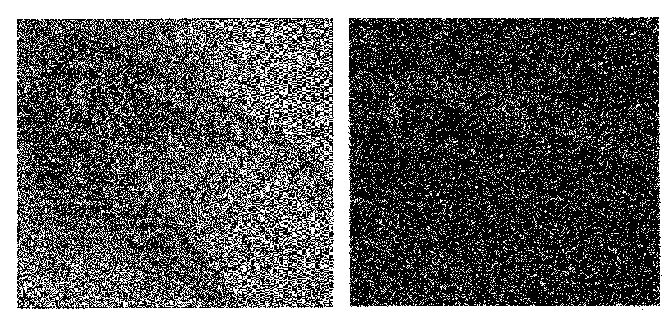 Mutant blue fluorescent protein and method of using the same for fluorescence resonance energy transfer and blue fluorescent fish