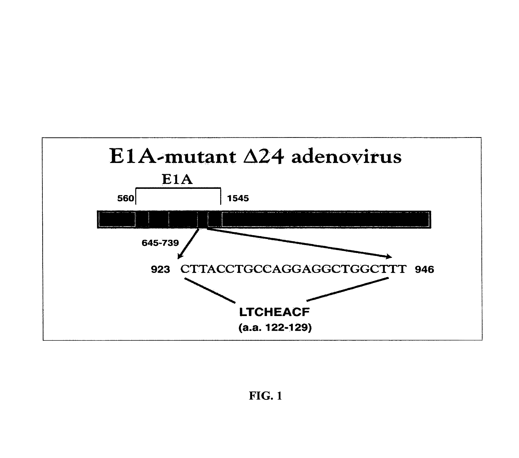 Oncolytic adenovirus armed with therapeutic genes