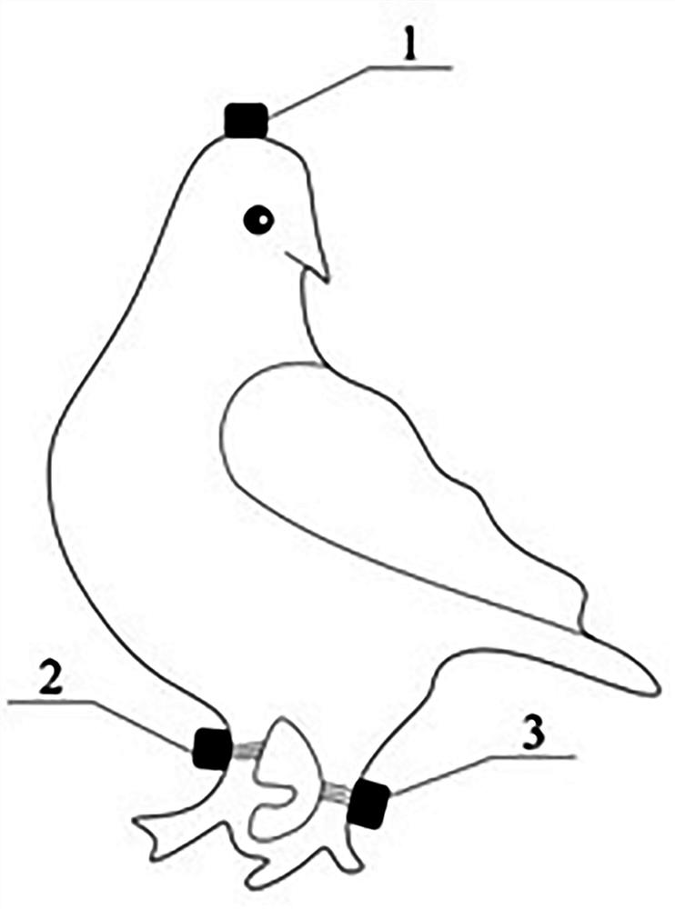 Split type handheld remote nerve stimulation system suitable for birds
