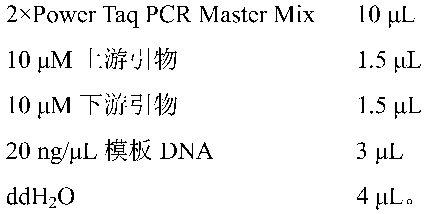 Primer pair and method for identifying hericium erinaceus houjie No.2 or large hericium erinaceus