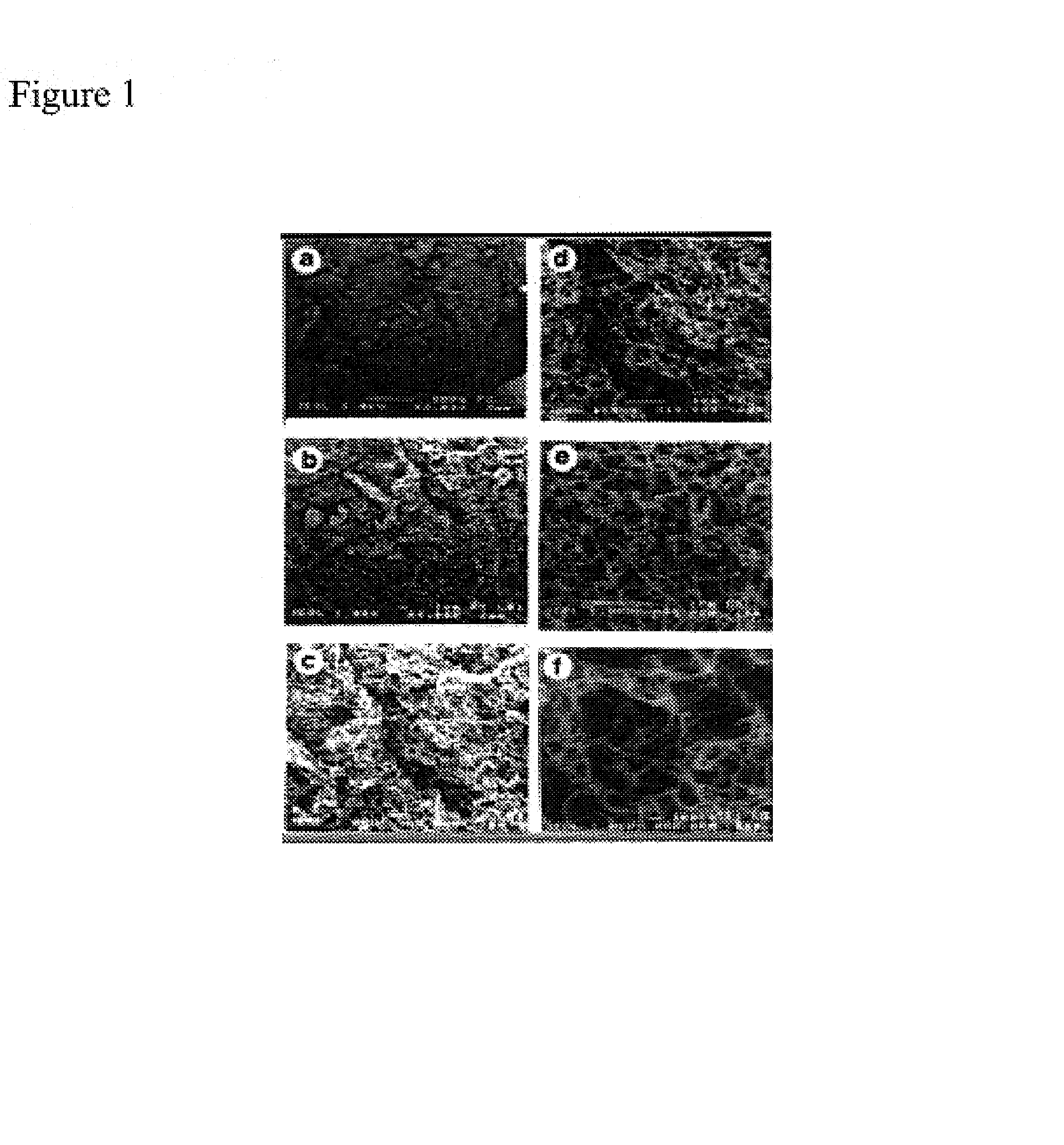 Self-assembling peptides incorporating modifications and methods of use thereof